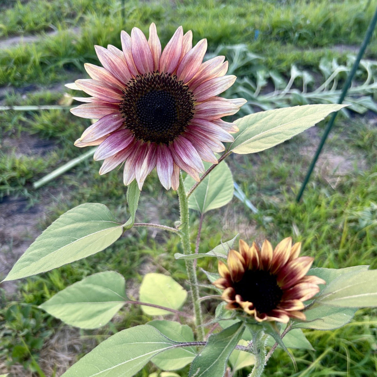 Flower Seeds (Cut Flower)