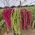 Amaranth