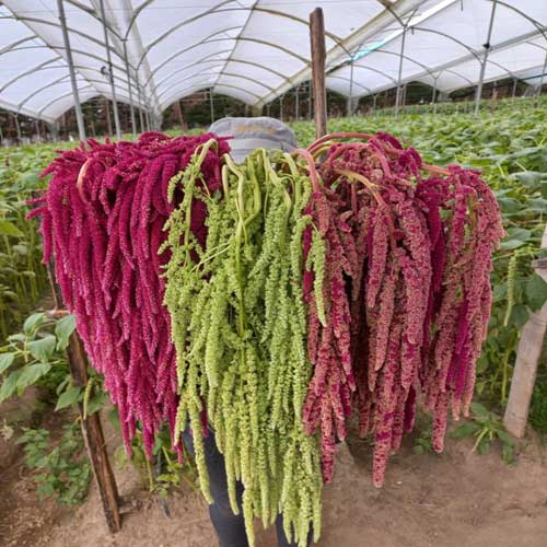 Amaranth