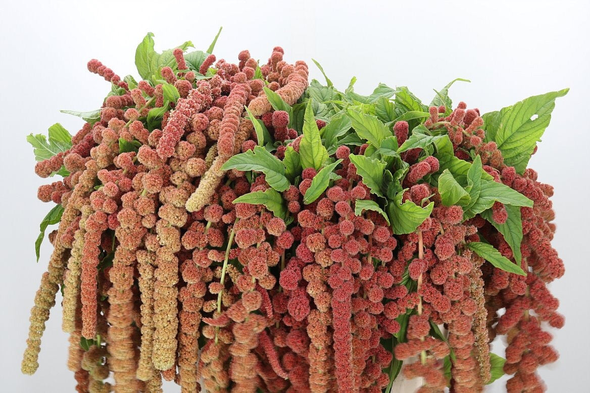 Amaranth