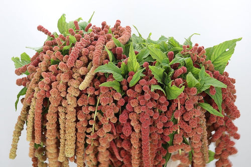 Amaranth