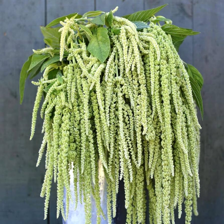 Amaranth