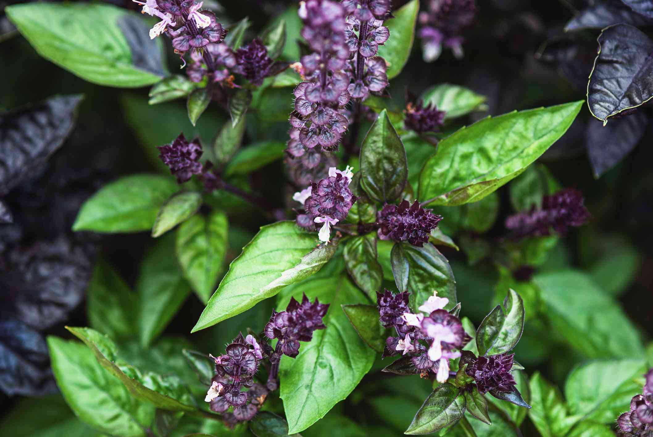 Basil