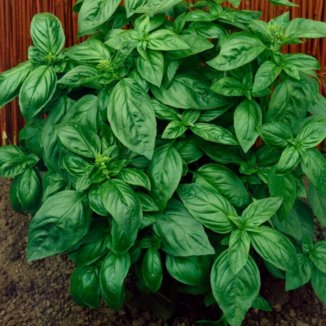 Basil