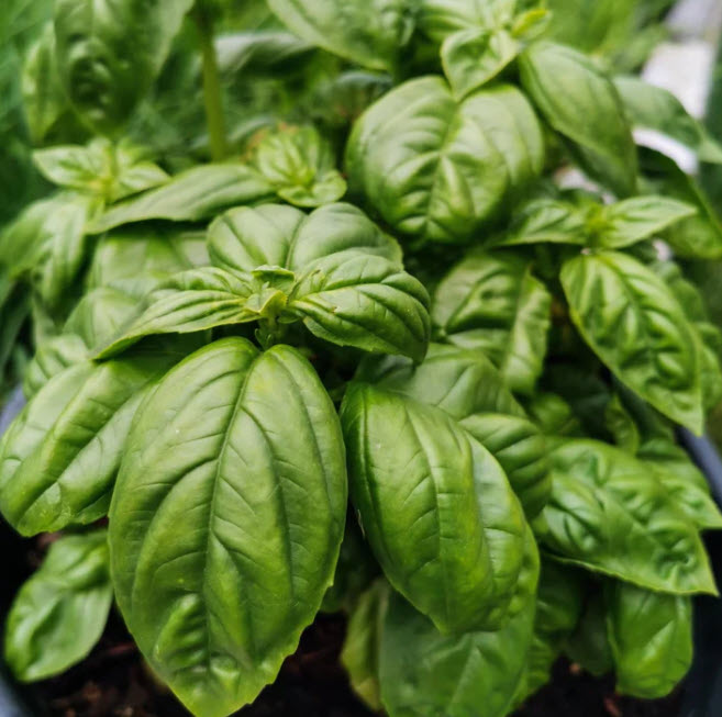 Basil