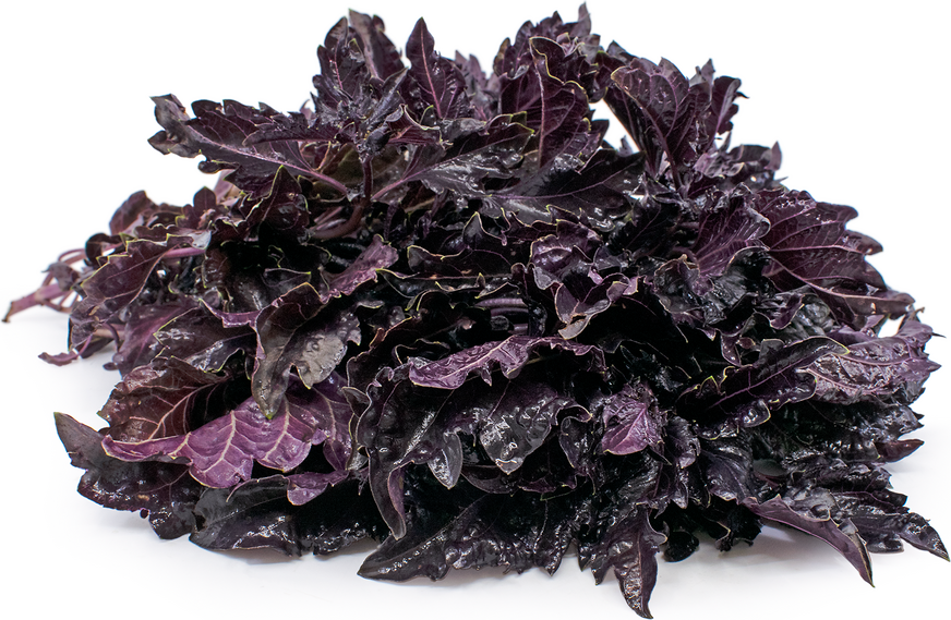 Basil