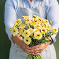 Calendula