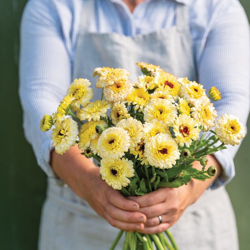 Calendula