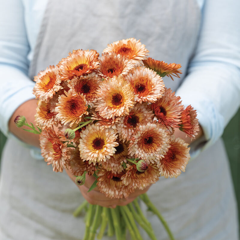 Calendula