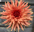 Terracotta