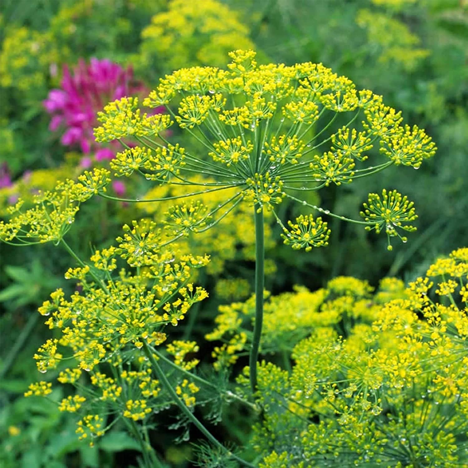 Dill