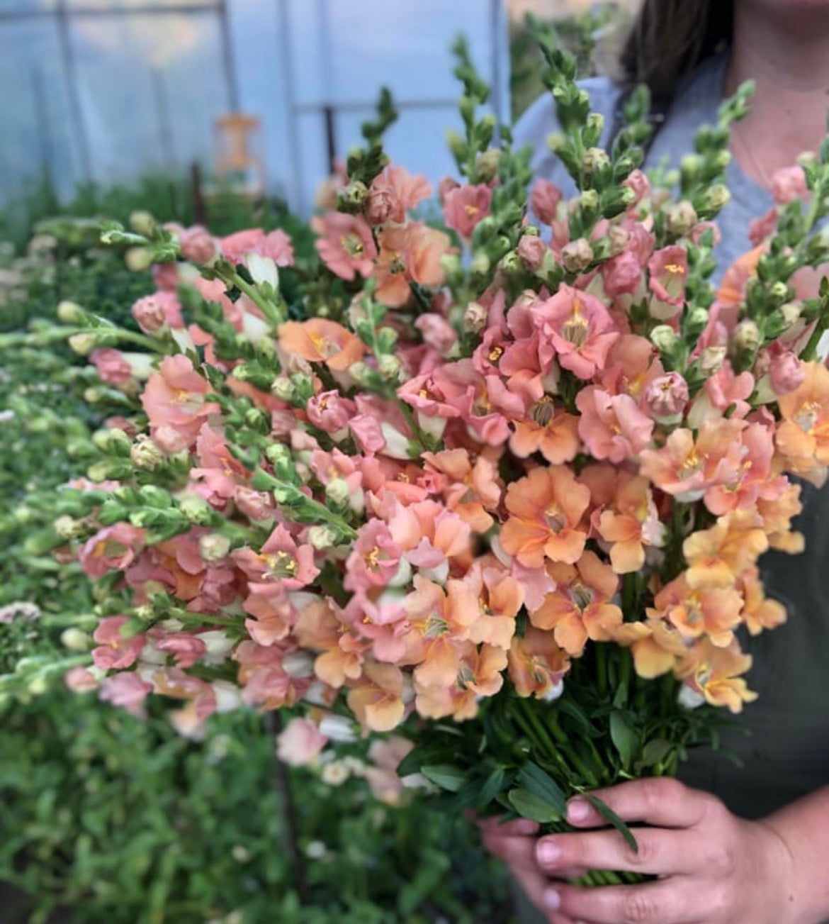Snapdragon