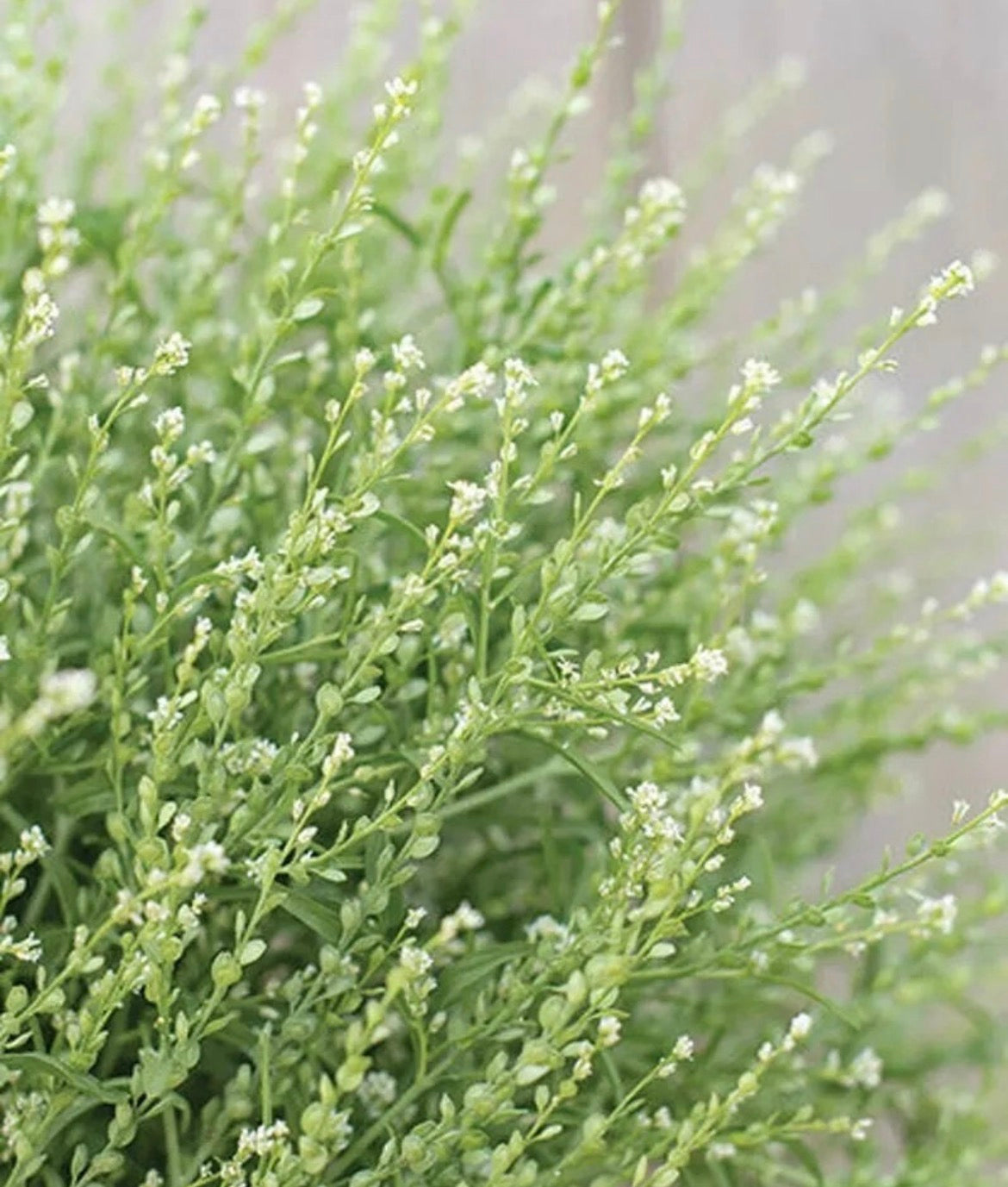 Crinkled Cress – Lepidium sativum