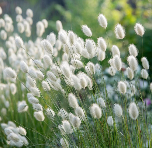 Bunny Tails