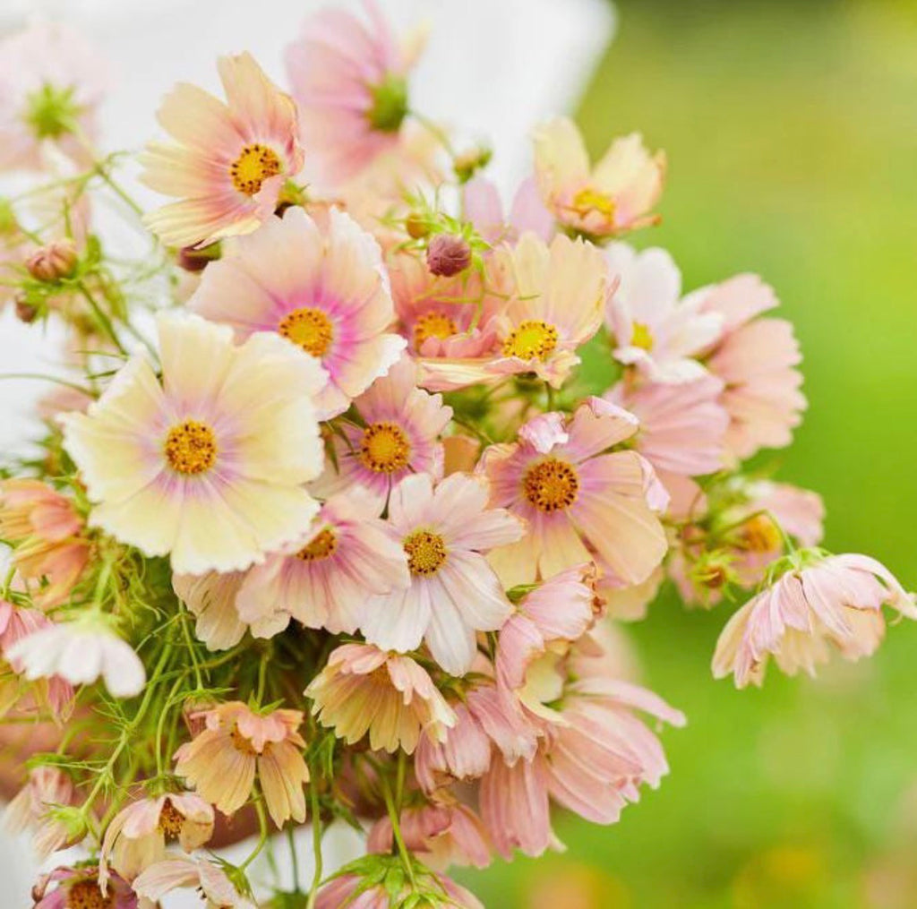 Cosmos