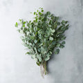 Eucalyptus