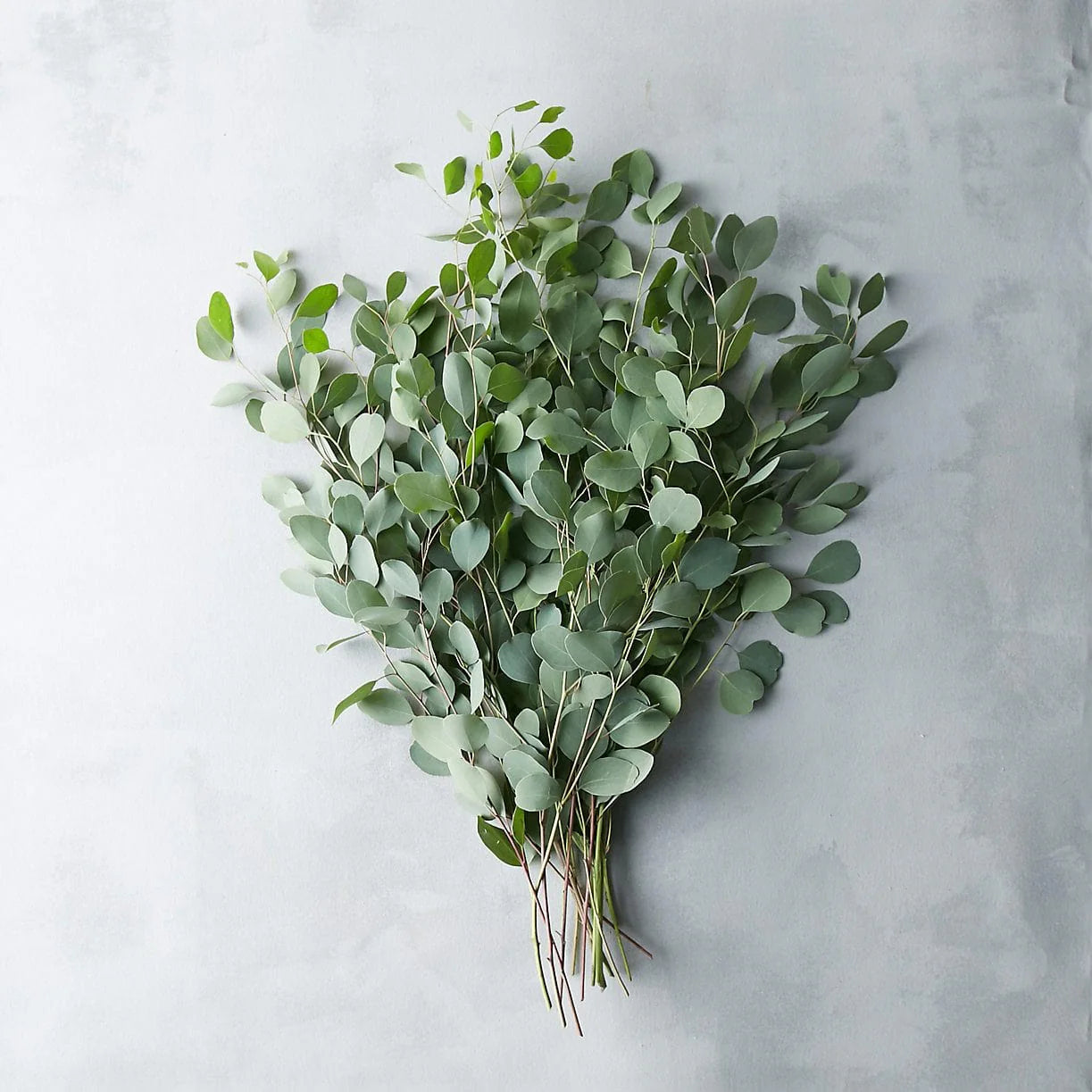 Eucalyptus