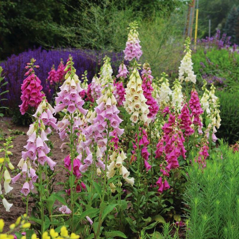 Snapdragon