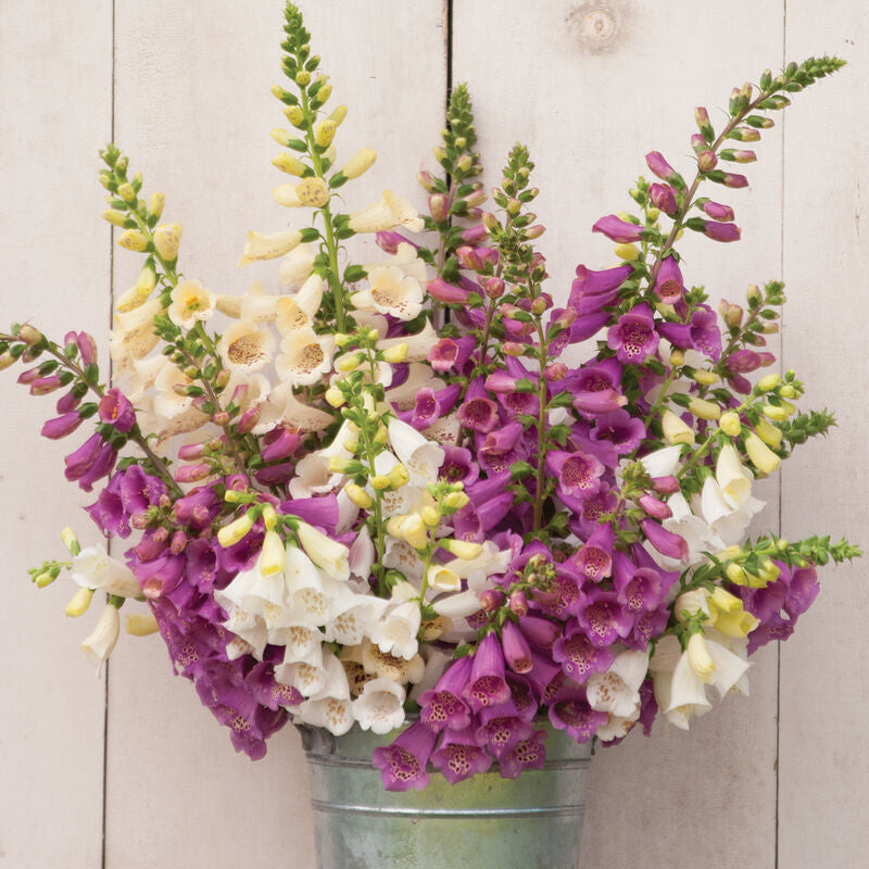 Snapdragon