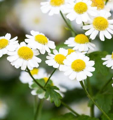 Chamomile