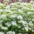White Dill