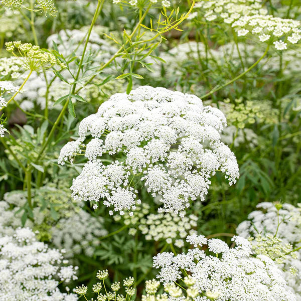 White Dill