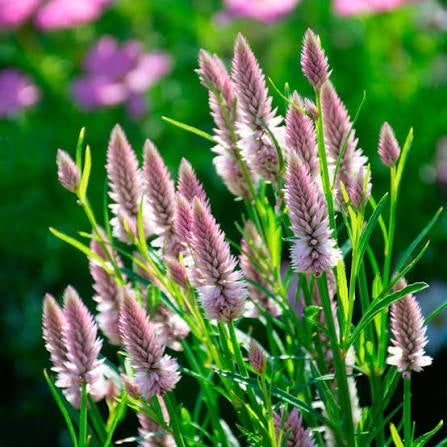Celosia Flamingo Feather