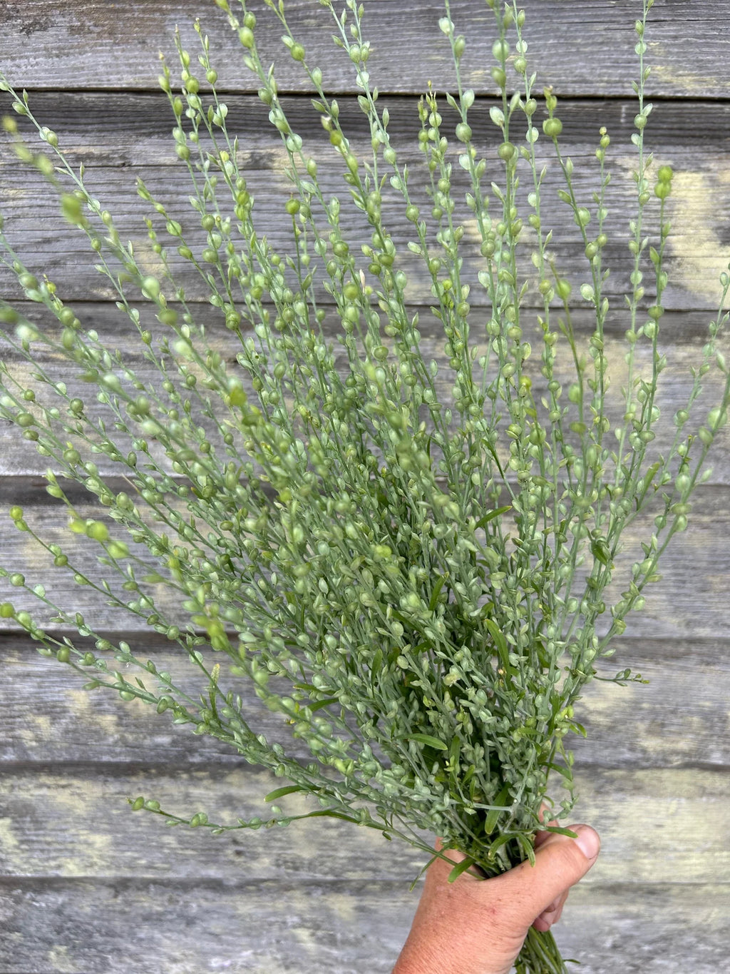 Crinkled Cress – Lepidium sativum