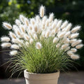 Bunny Tails