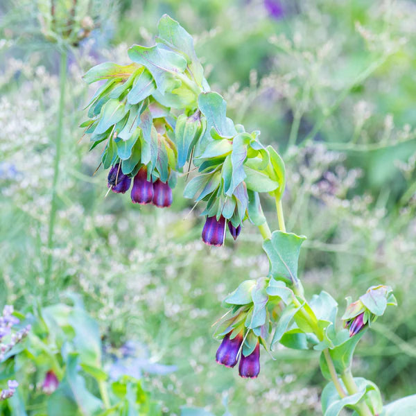 Mugwort