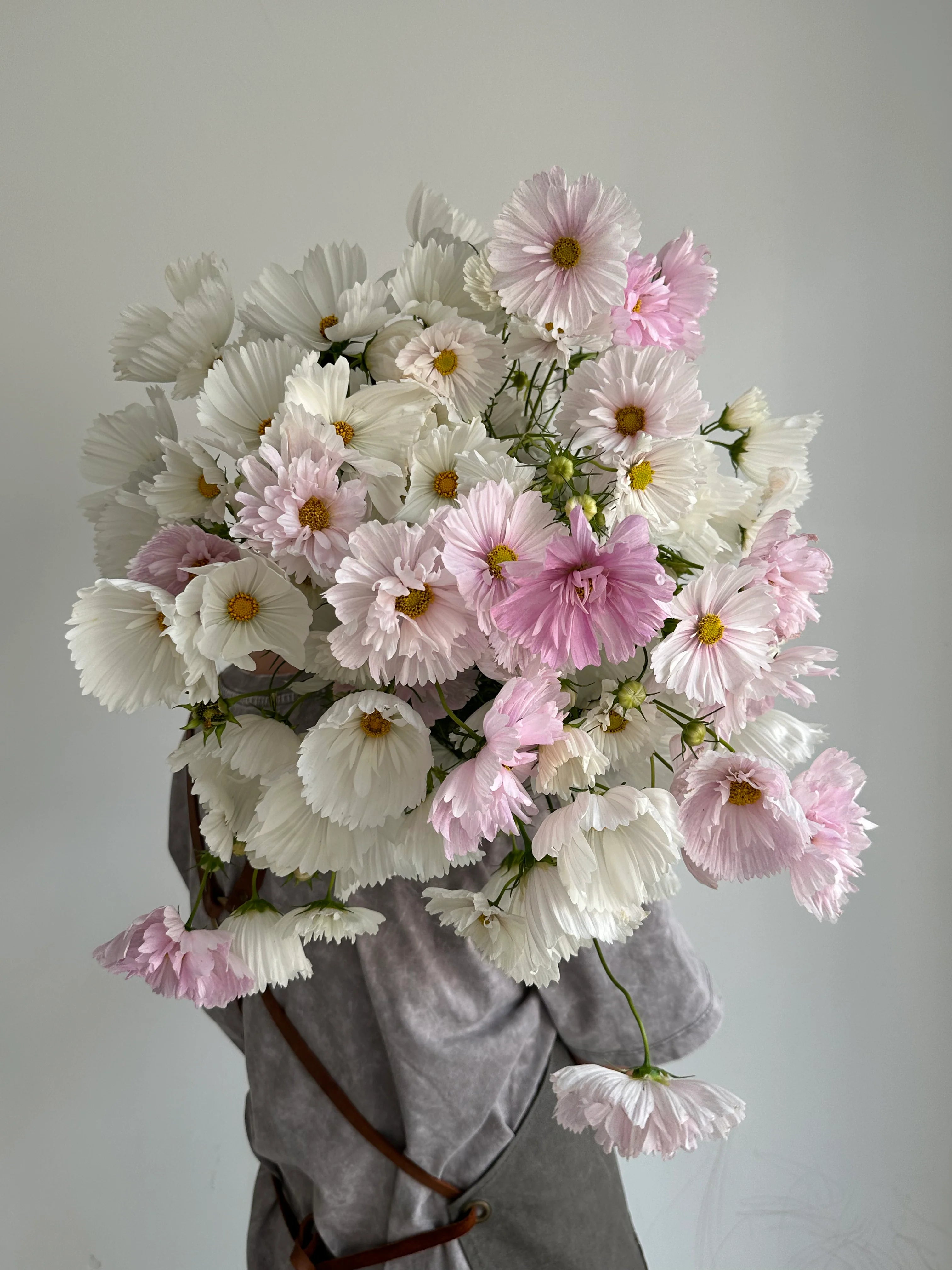 Cosmos
