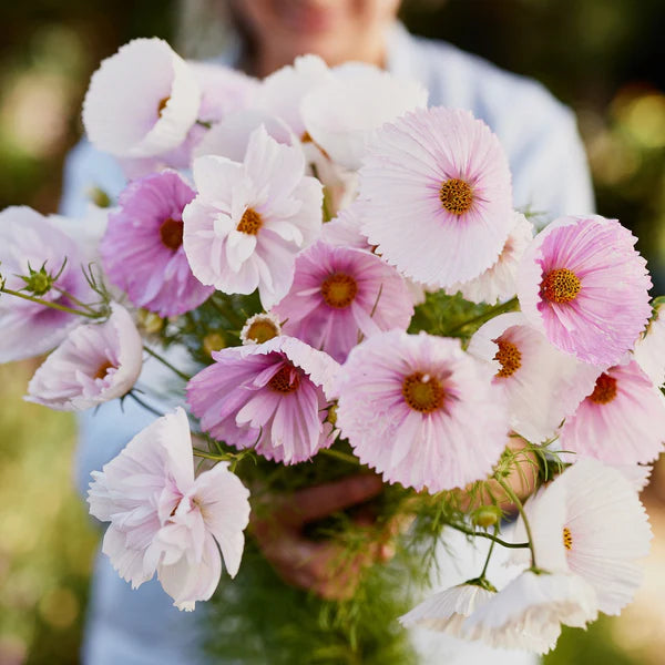 Cosmos