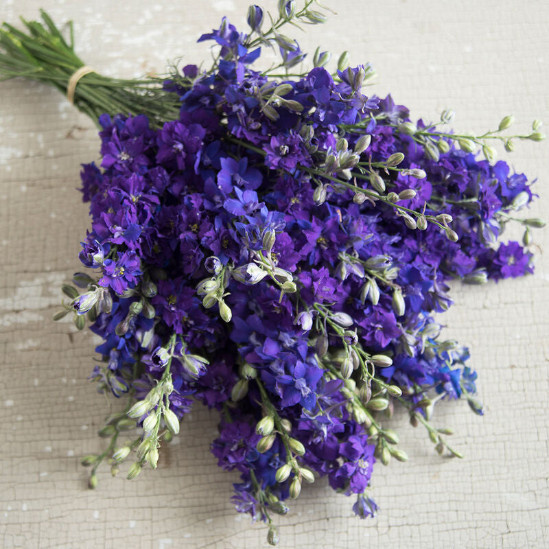 Larkspur – QIS Series