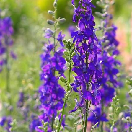 Larkspur – QIS Series