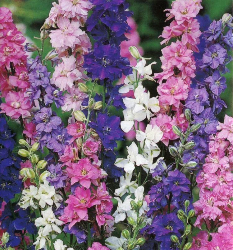 Larkspur – QIS Series
