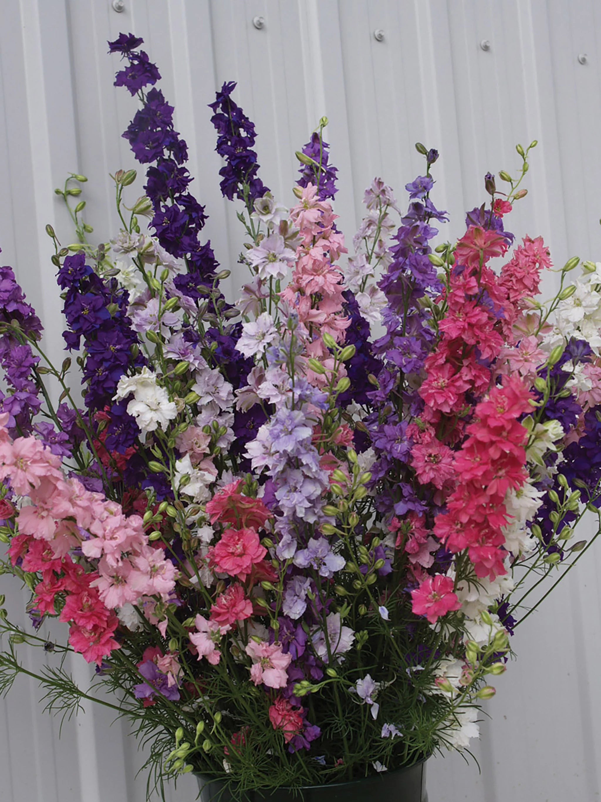 Larkspur – QIS Series