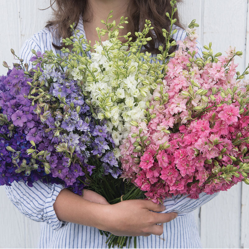 Larkspur – QIS Series