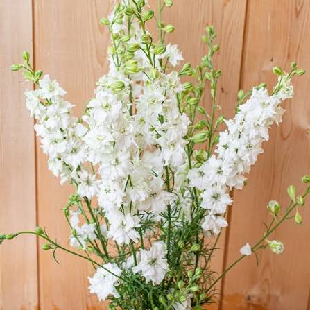Larkspur – QIS Series