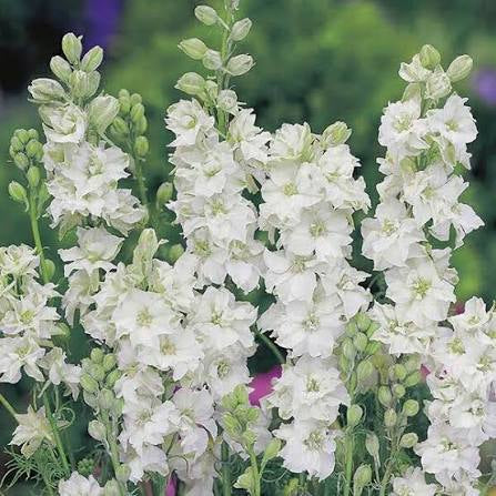 Larkspur – QIS Series