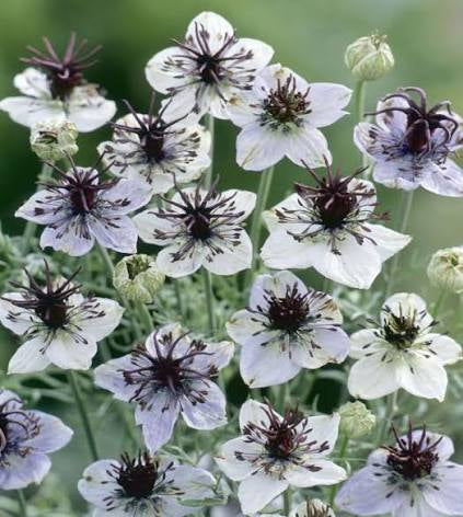 Nigella
