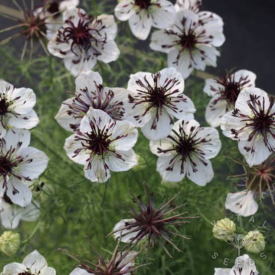 Nigella