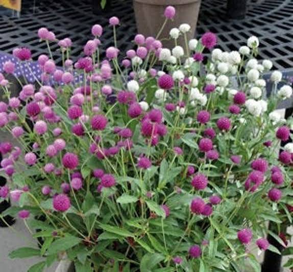Gomphrena - Globe Amaranth