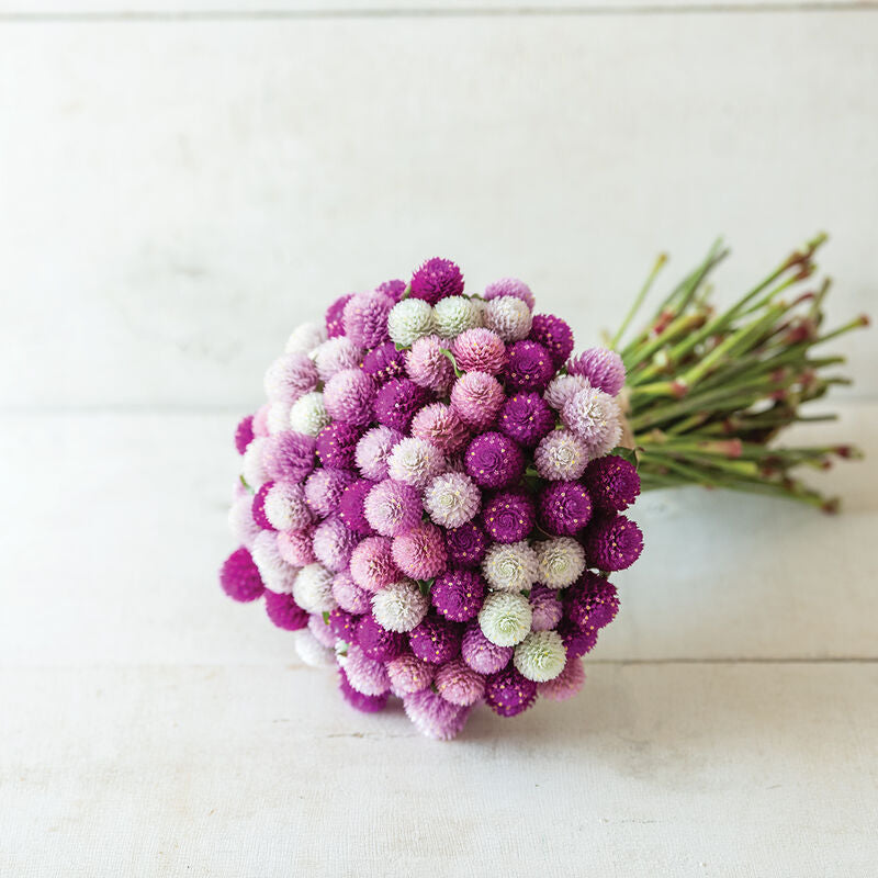 Gomphrena - Globe Amaranth