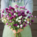 Gomphrena - Globe Amaranth