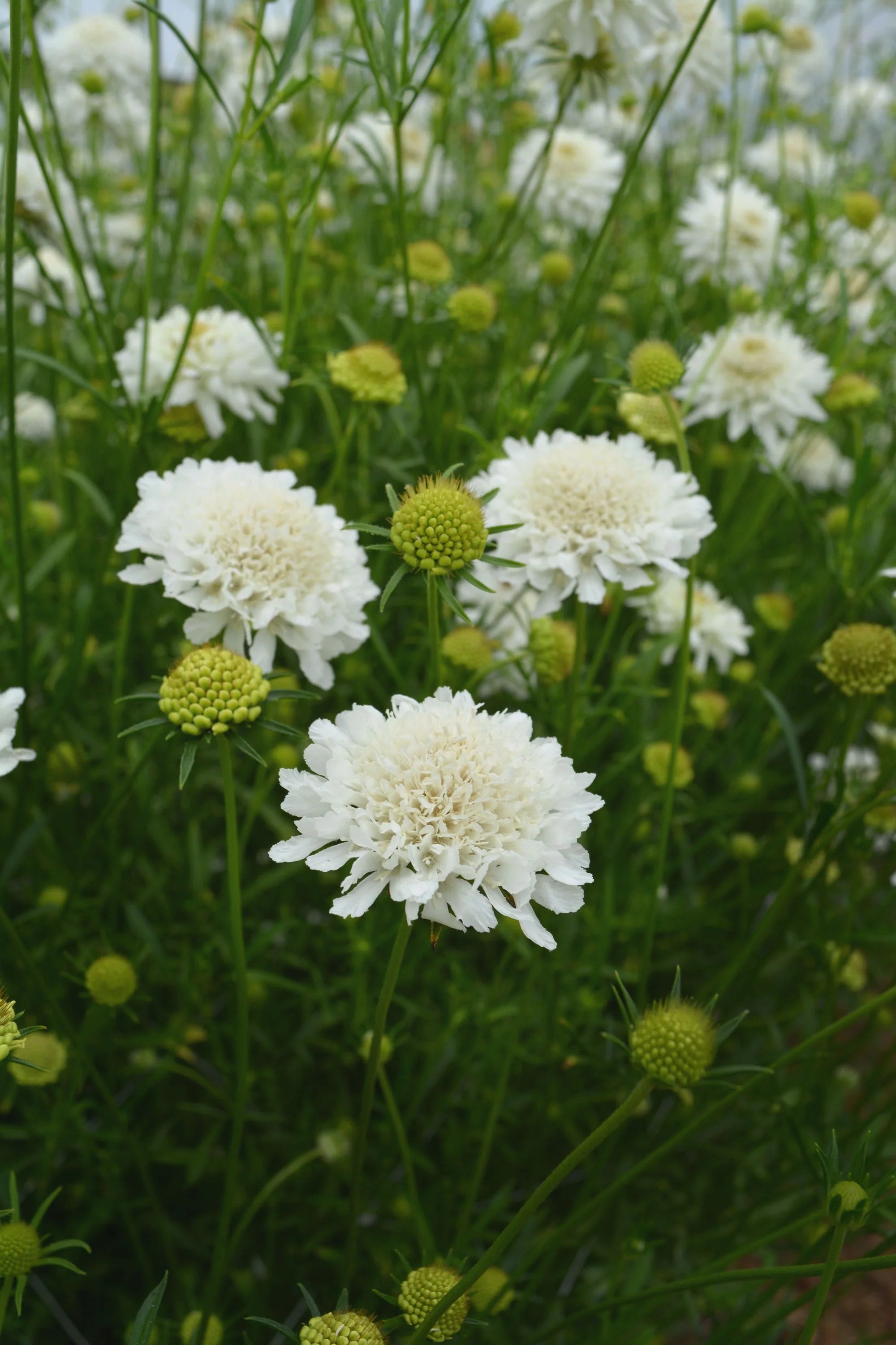 Scabiosa
