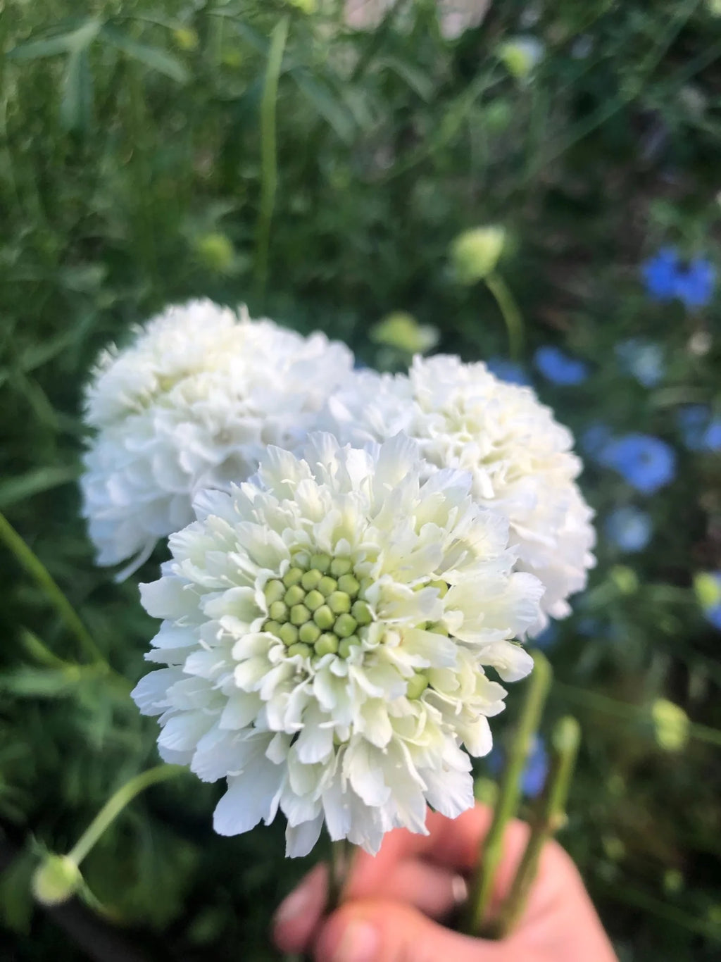 Scabiosa