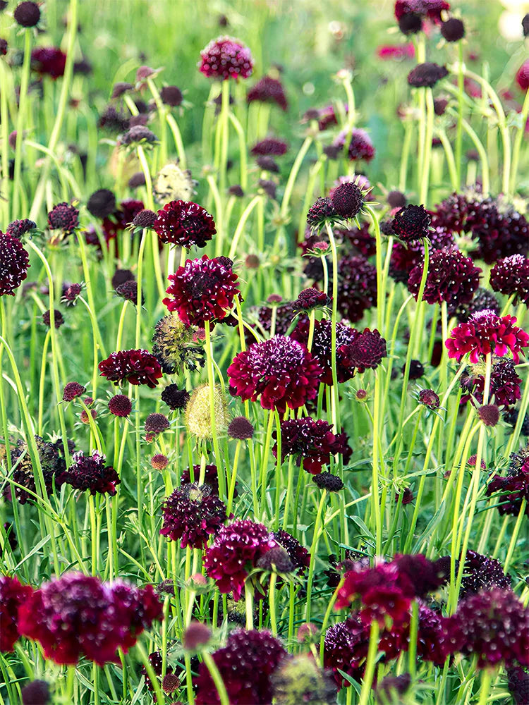 Scabiosa