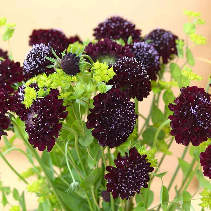 Scabiosa