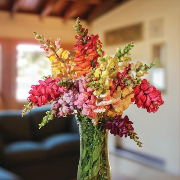 Snapdragon
