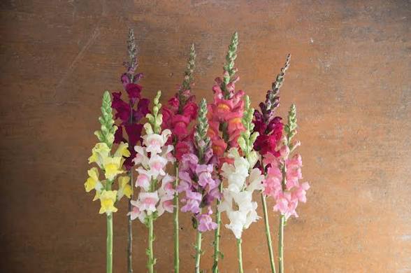 Snapdragon
